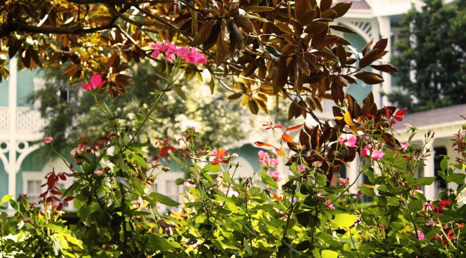 Wilderness Lodge Pool