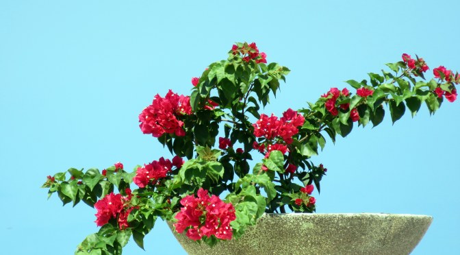 Final Whirlwind in Jamaica